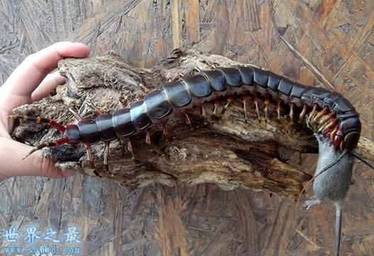 俄罗斯新型蜈蚣要成精:750条腿吓死密集恐惧症