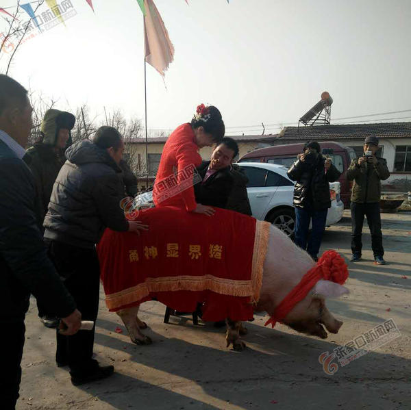 千斤“猪王”当坐骑 万全“猪倌”迎新娘 迎亲的路上，“大宝”很给力。