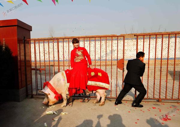 千斤“猪王”当坐骑 万全“猪倌”迎新娘 新娘迎进门。 闫垚 摄