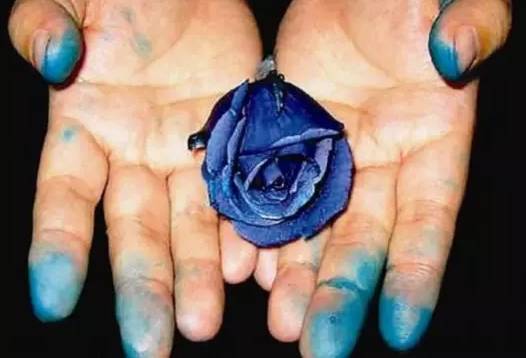 蓝色妖姬图片高清图片 19add175ef35e8c8a473a4361f17226a.jpg