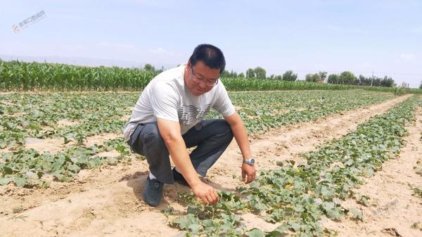 【脱贫攻坚记】小庄村：农业产业化是条致富路 村干部在查看甜瓜的生长。