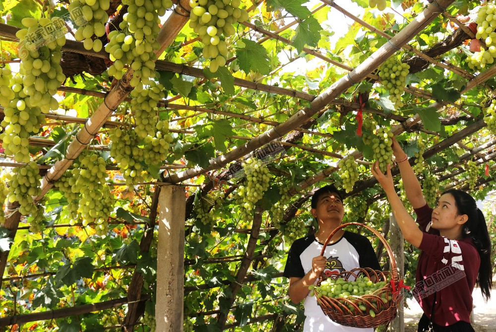 宣化：“乡村旅游综合体”助脱贫 9月13日，游客在宣化区塔儿村乡窑子头村休闲农场采摘葡萄。