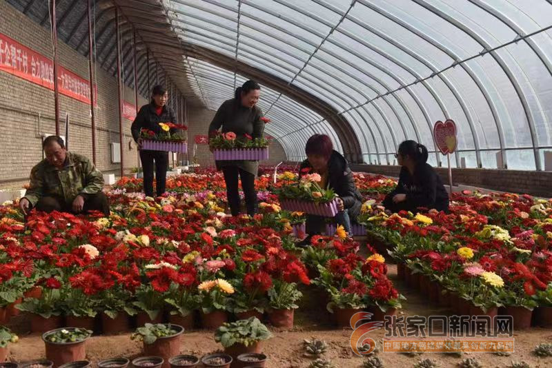 县区新闻 阳原县    2月27日,在河北省阳原县大田洼乡凤坪花卉基地,花