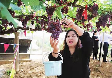 张家口涿鹿3.8万余亩葡萄喜获丰收