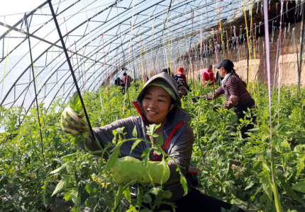 张家口怀安县“蔬菜产业”带动村民“家门口就业”