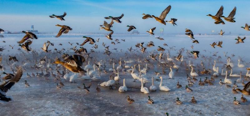 黃蓋淖國家濕地公園：碧水藍天引鳥棲