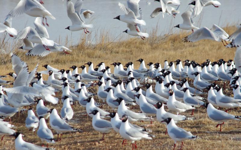 張家口康保：8000余遺鷗相聚康巴諾爾湖