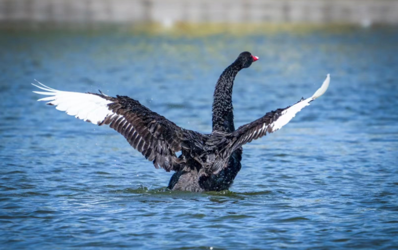 黑天鹅“滞留”清水河市民想把它“宠”上天