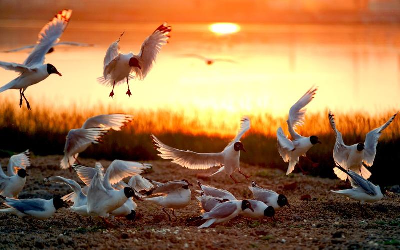 張家口康保：康巴諾爾濕地精靈——遺鷗