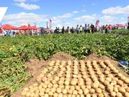 张家口沽源:36万亩土豆让你看个够！
