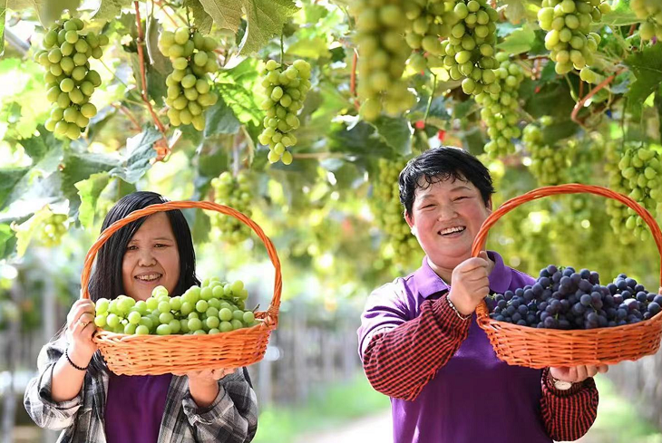 张家口怀来：12万亩葡萄喜获丰收