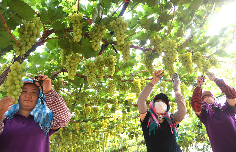 怀来做大做强葡萄产业助力高质量发展