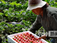 草莓“映红”新年景 村民忙出“幸福年”