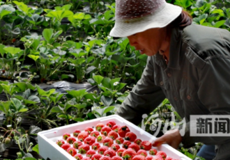 草莓“映紅”新年景 村民