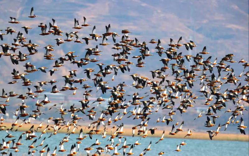 官厅水库一天监测到候鸟1.8万只，今春候鸟迁徙高峰到来