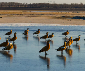 张北黄盖淖国家湿地公园迎来成群候鸟
