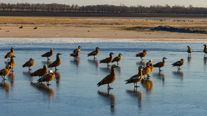 张北黄盖淖国家湿地公园迎来成群候鸟