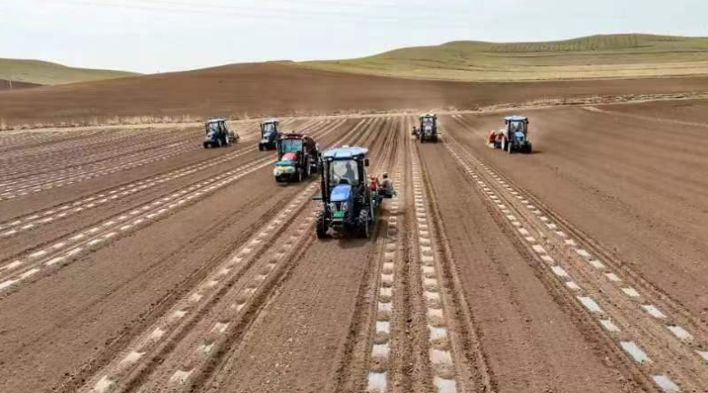 沽源8万亩藜麦开播 全程实现机械化种植
