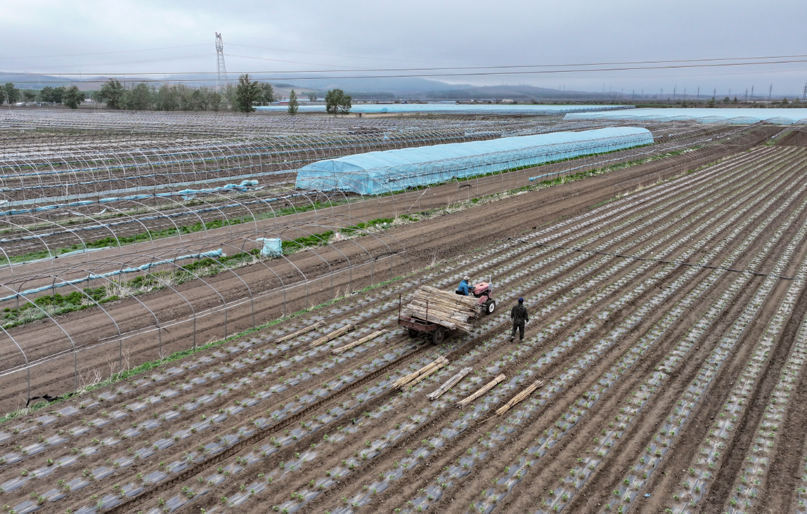 沽源县西辛营乡农民在千亩架豆种植园区搭架