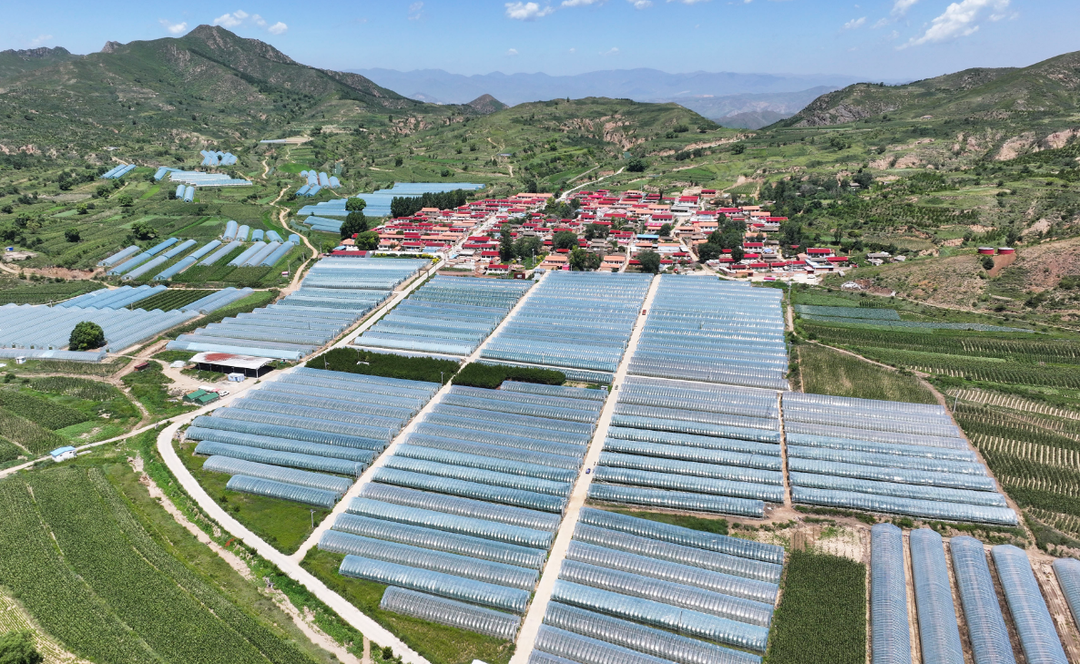 赤城县大海陀乡大力发展以架豆种植为主的设施农业项目