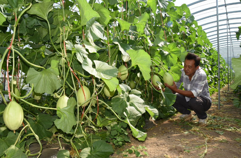 下花園區(qū)種植的哈密瓜專(zhuān)供北京、上海、廣州、深圳等一線城市大型超市