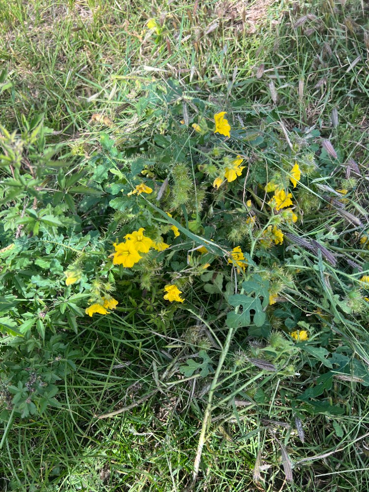 橋西“圍剿”外來(lái)入侵植物黃花刺茄