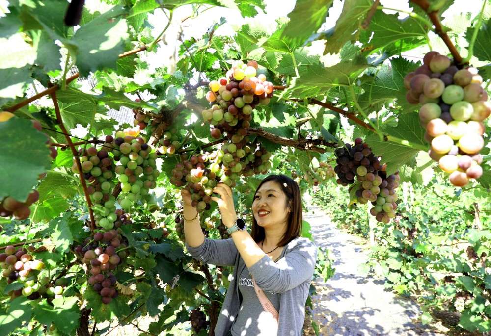 水果飄香富農(nóng)家