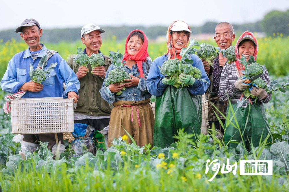从“原菜外销”到“精深增值”冷凉蔬菜“热”了张家口(图1)